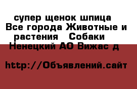 супер щенок шпица - Все города Животные и растения » Собаки   . Ненецкий АО,Вижас д.